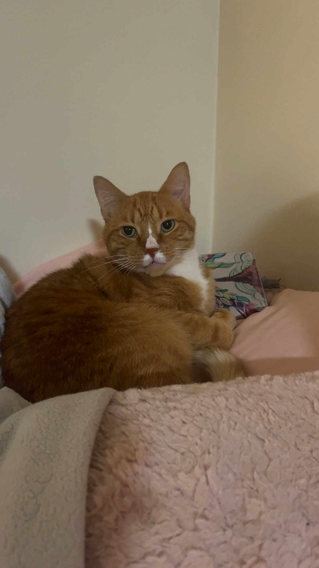 Jax joined the competition — help win amazing prizes! cat, ginger_cat, white_fur, pet, animal, indoor, blanket, cozy, relaxed, fur, whiskers, ears, cute, resting, soft_texture, bed, sleepy, domestic_cat, feline, curious