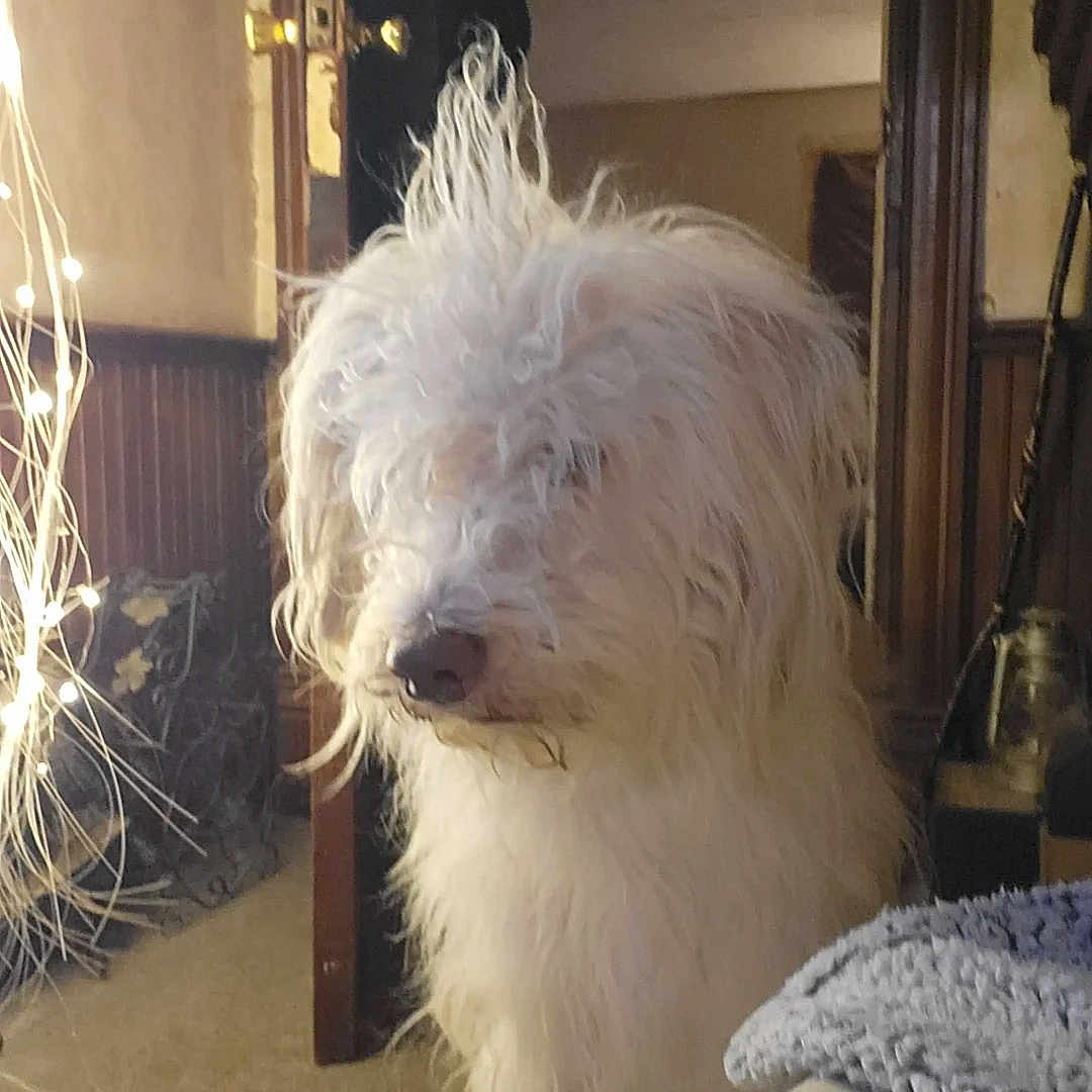 Scrappy Doo joined the competition — help win amazing prizes! bedhead, blanket, candid, carpet, cozy, dog, fur, furniture, indoor, living_room, long_hair, mohawk, nose, pet, portrait, relaxed, shaggy, soft_lighting, twinkle_lights, white_dog