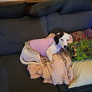 Gracie is registered to the contest to win money with this photo: blanket, clothing, cozy, cushion, cute, dog, electronics, fabric, green_pillow, living_room, looking_at_camera, lying_down, pet, pillow, pink_dress, plaid_blanket, small_dog, sofa, white_and_black_dog, wood_paneling