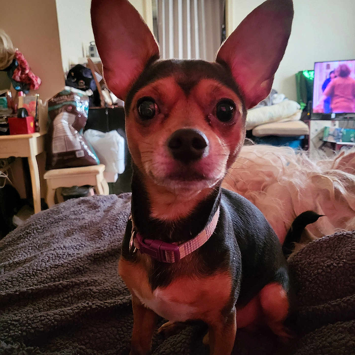 Dobie Doo