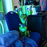 Dobie Doo is registered to the contest to win money with this photo: blanket, bottle, chihuahua, coat, collar, dog, furniture, household_items, indoor, jacket, living_room, lysol, mirror, pet, portrait, purple_chair, sitting, small_dog, television, tv_screen