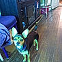 Dobie Doo is registered to the contest to win money with this photo: blanket, cabinet, chihuahua_mix, collar, dog, doorway, ears_up, floorboards, furniture, hardwood_floor, home_interior, indoor, looking_at_camera, pet, purple_chair, small_dog, stool, tail, watermark, wooden_floor