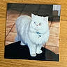 cat, white_cat, fluffy, blue_collar, pet, animal, indoor, tiled_floor, wooden_table, photo_print, eyes, cute, feline, domestic_cat, standing, looking_up, fur, collar_bell, paws, background