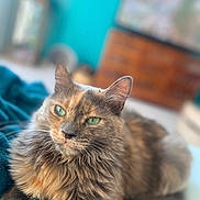 Loca a rejoint le concours — aidez-le/la à gagner de superbes lots ! cat, fluffy, green_eyes, relaxed, indoor, blanket, turquoise, fur, pet, portrait, closeup, animal, whiskers, cute, feline, cozy, soft, home, resting, calm