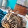 cat, fluffy, green_eyes, relaxed, indoor, blanket, turquoise, fur, pet, portrait, closeup, animal, whiskers, cute, feline, cozy, soft, home, resting, calm