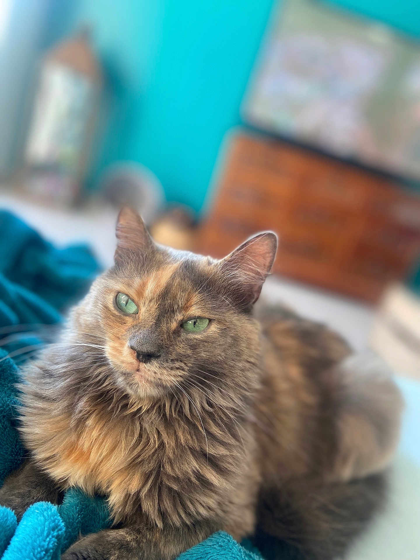 Loca a rejoint le concours — aidez-le/la à gagner de superbes lots ! cat, fluffy, green_eyes, relaxed, indoor, blanket, turquoise, fur, pet, portrait, closeup, animal, whiskers, cute, feline, cozy, soft, home, resting, calm