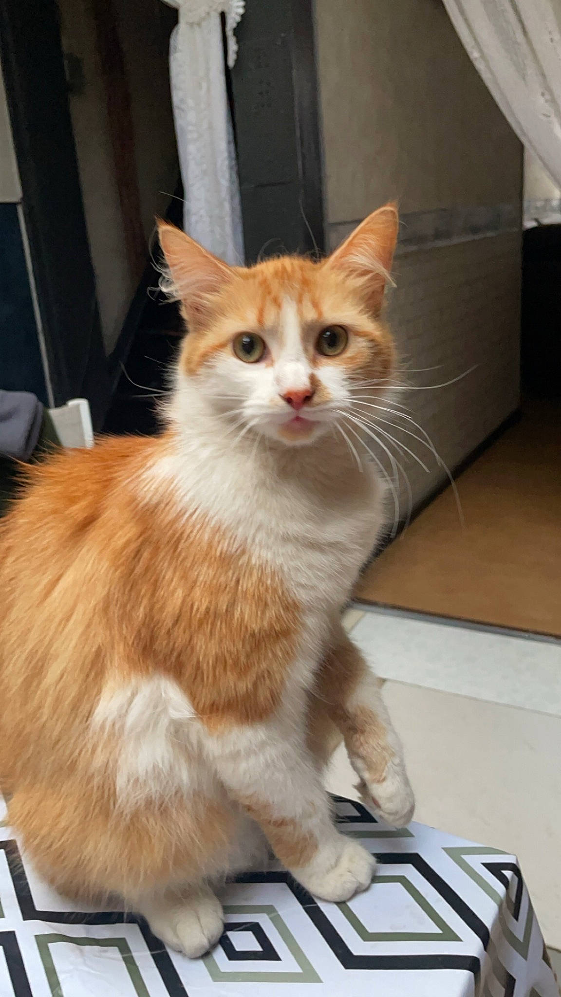 Mia a rejoint le concours — aidez-le/la à gagner de superbes lots ! box, carnivore, cat, claw, domestic_short_haired_cat, fawn, felidae, fur, paw, small_to_medium_sized_cats, snout, tail, terrestrial_animal, whiskers, window, windshield, wood