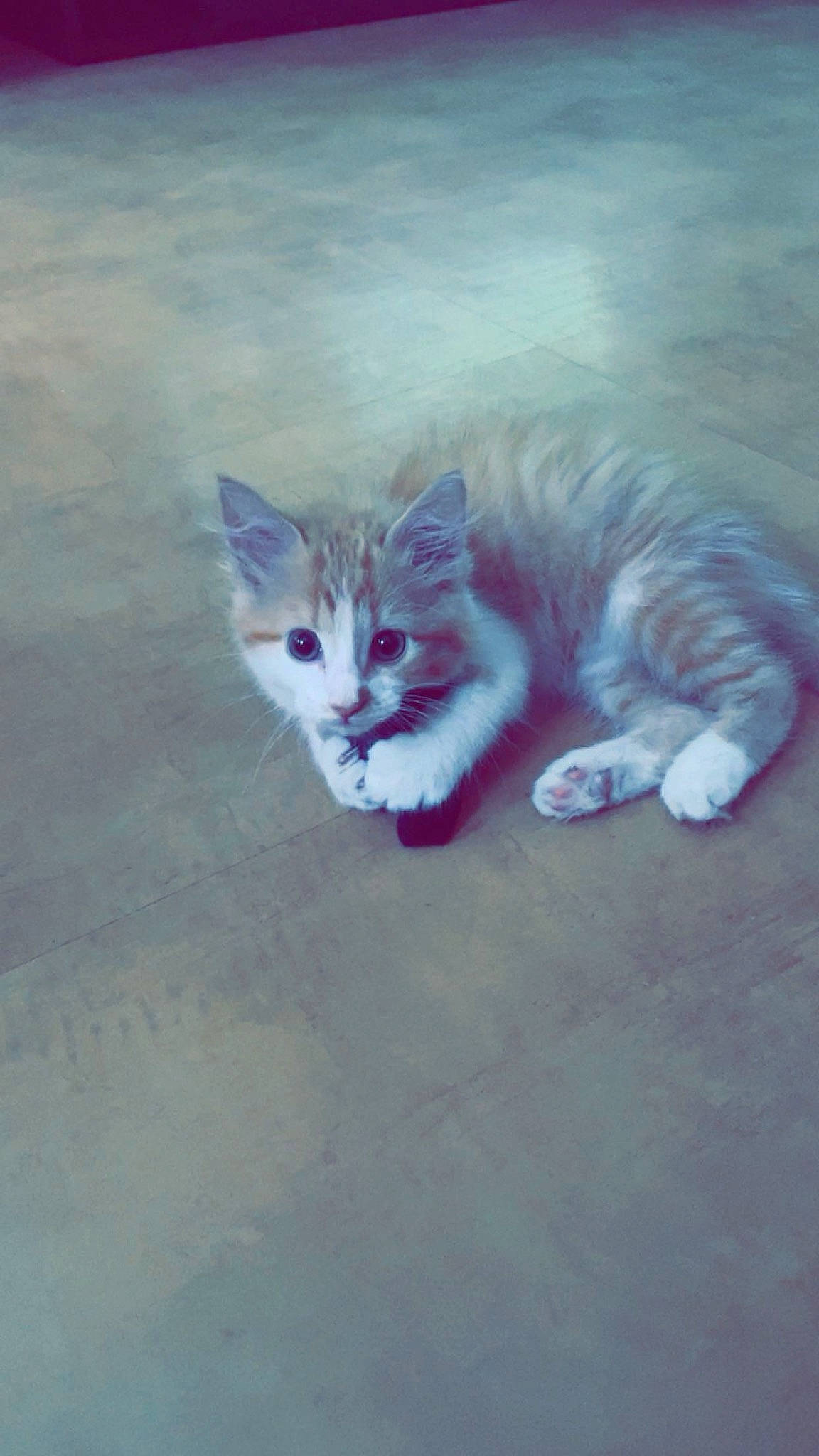 Mia participe au concours pour gagner de l'argent avec cette photo : art, carnivore, cat, claw, domestic_short_haired_cat, electric_blue, felidae, foot, fur, grass, paw, sand, sitting, sky, small_to_medium_sized_cats, tail, tints_and_shades, whiskers