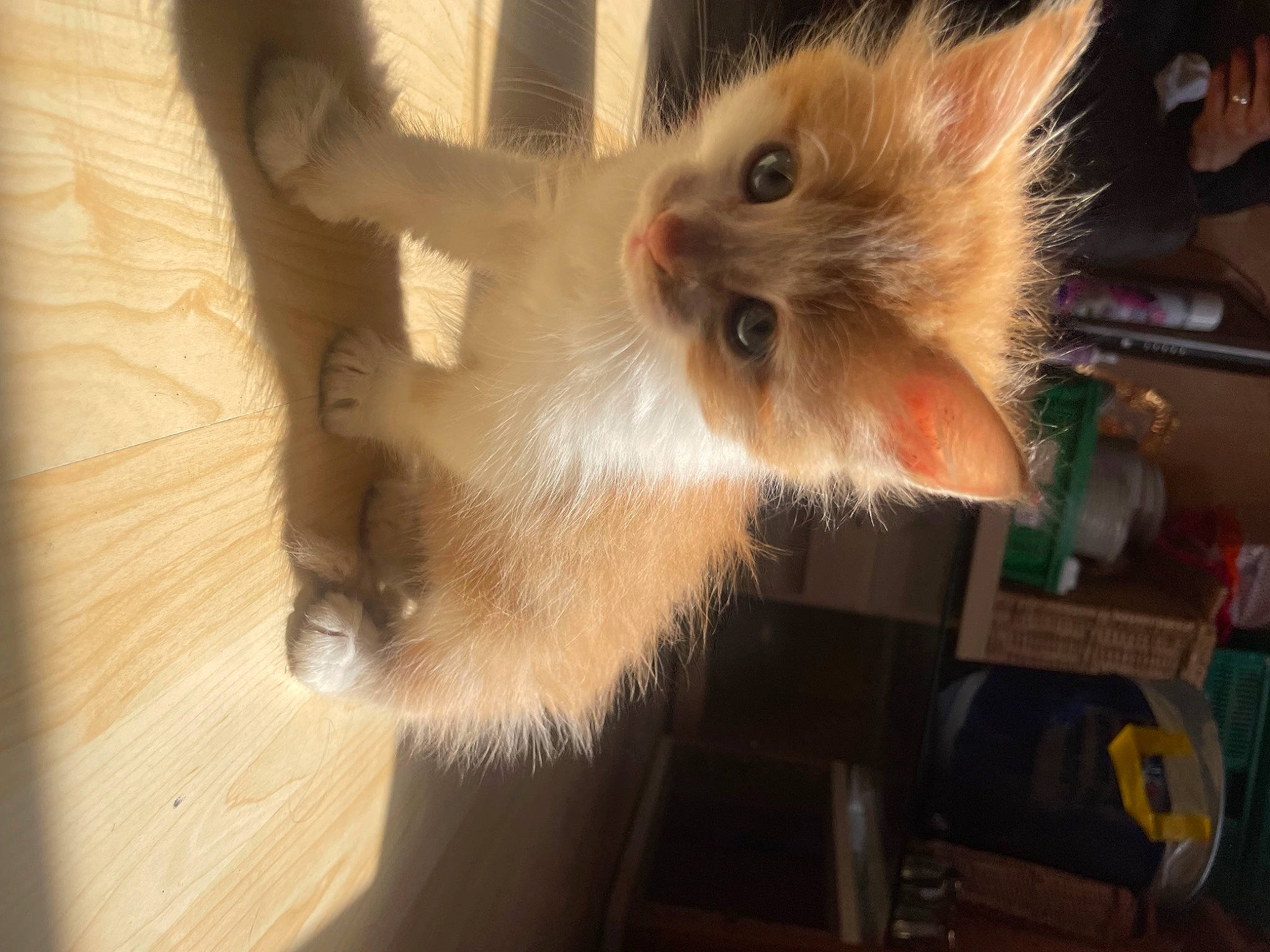 Mia participe au concours pour gagner de l'argent avec cette photo : birman, box, carnivore, cat, claw, domestic_short_haired_cat, fawn, felidae, flooring, fur, hardwood, paw, small_to_medium_sized_cats, snout, tail, whiskers, wood