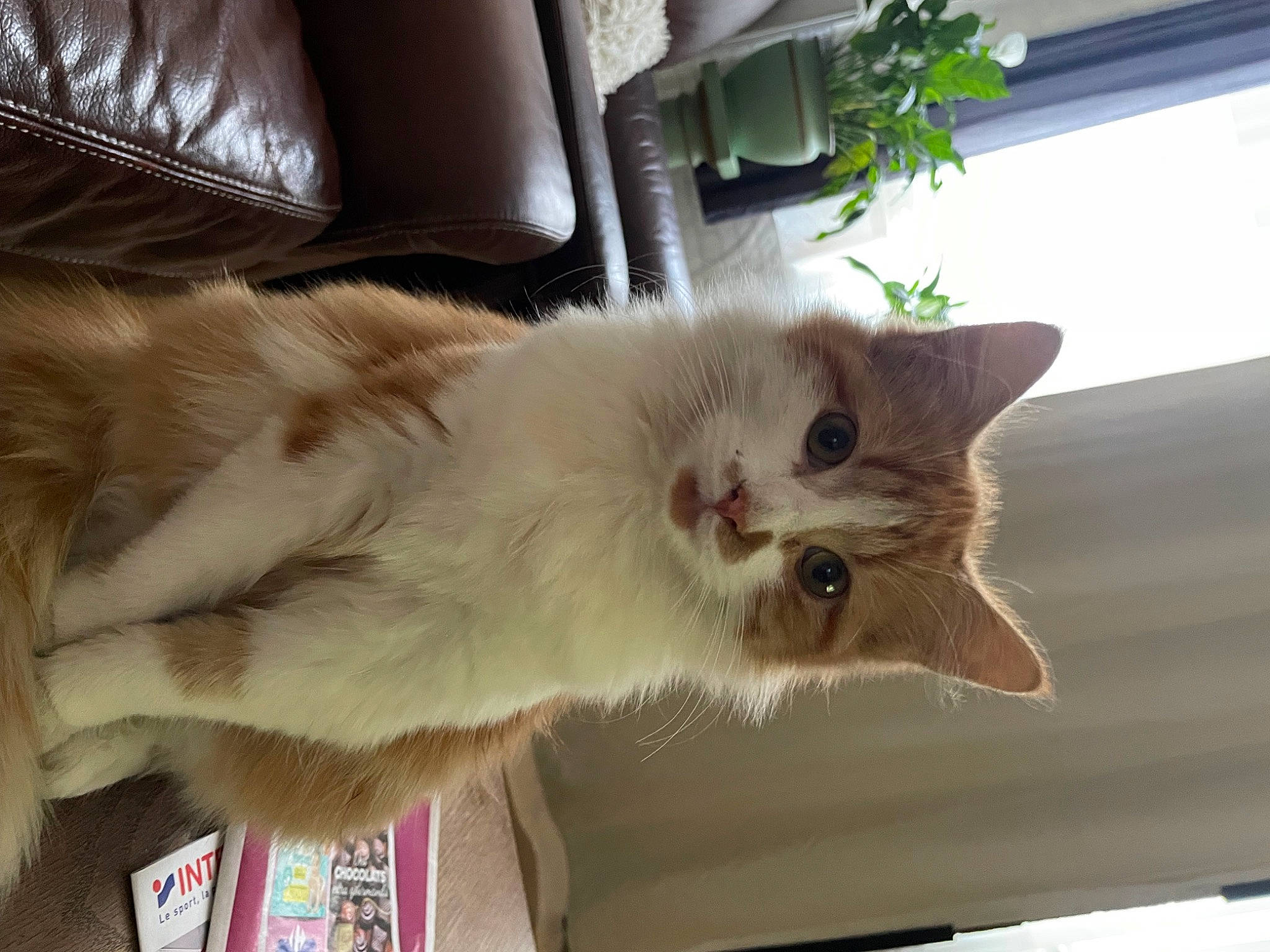 Mia participe au concours pour gagner de l'argent avec cette photo : carnivore, cat, chair, claw, comfort, couch, domestic_short_haired_cat, fawn, felidae, fur, houseplant, paw, plant, small_to_medium_sized_cats, snout, tail, whiskers, wood