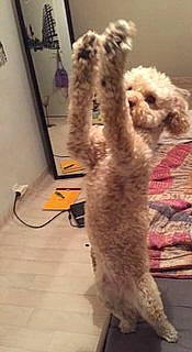 Layas a rejoint le concours — aidez-le/la à gagner de superbes lots ! canidae, carnivore, claw, companion_dog, dog_breed, fawn, felidae, flooring, fur, gesture, paw, small_to_medium_sized_cats, snout, sporting_group, stuffed_toy, tail, terrestrial_animal, toy, whiskers, wood