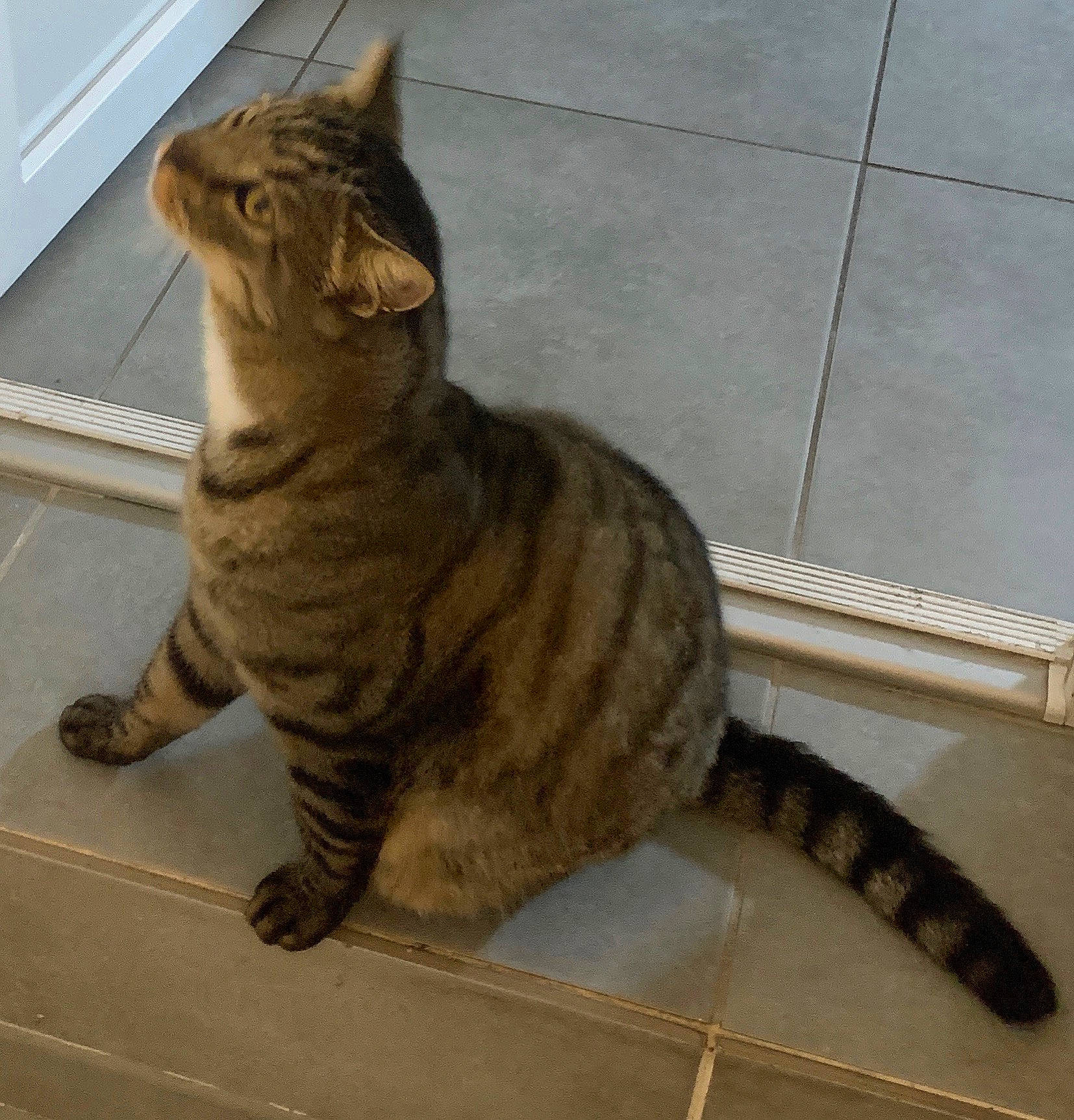 Chachoux participe au concours pour gagner de l'argent avec cette photo : beige, carnivore, cat, claw, domestic_short_haired_cat, fawn, felidae, floor, flooring, fur, small_to_medium_sized_cats, snout, tabby_cat, tail, terrestrial_animal, tile, toe, vertebrate, whiskers