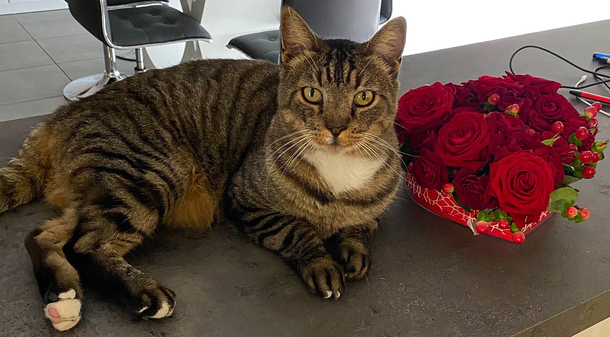 Chachoux a rejoint le concours — aidez-le/la à gagner de superbes lots ! carnivore, cat, cut_flowers, domestic_short_haired_cat, felidae, floor, flooring, flowering_plant, fur, garden_roses, hybrid_tea_rose, petal, rose, rose_family, rose_order, small_to_medium_sized_cats, snout, terrestrial_animal, vertebrate, whiskers