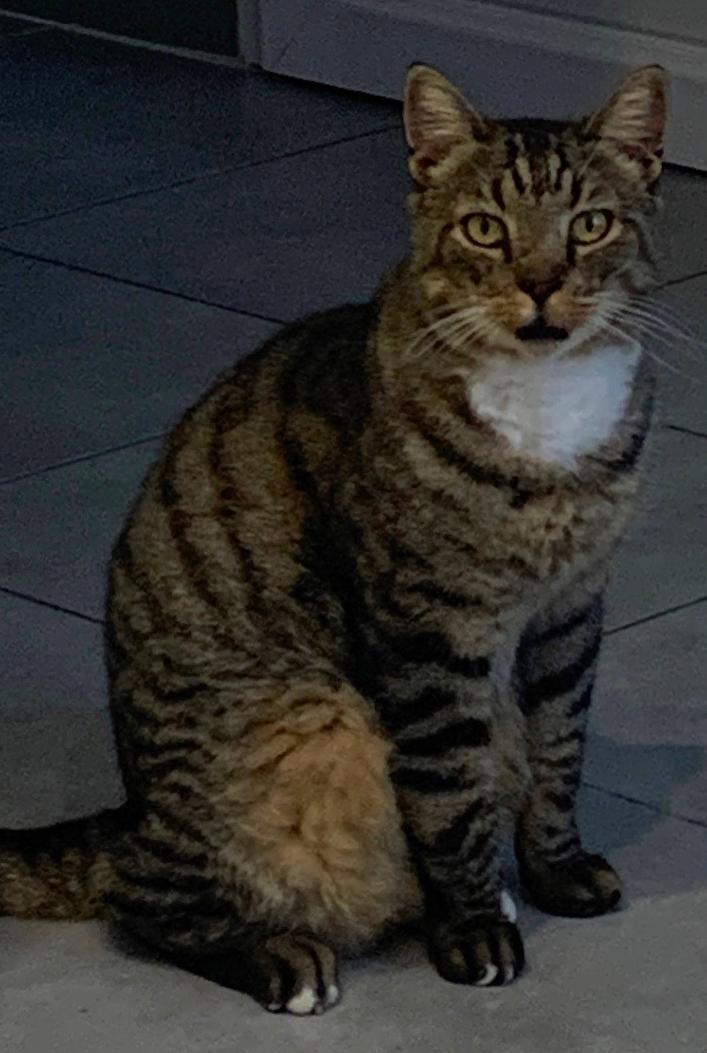 Chachoux a rejoint le concours — aidez-le/la à gagner de superbes lots ! beige, brown, carnivore, cat, facial_expression, felidae, floor, flooring, fur, grey, iris, organism, sitting, skin, small_to_medium_sized_cats, snout, tail, terrestrial_animal, vertebrate, whiskers