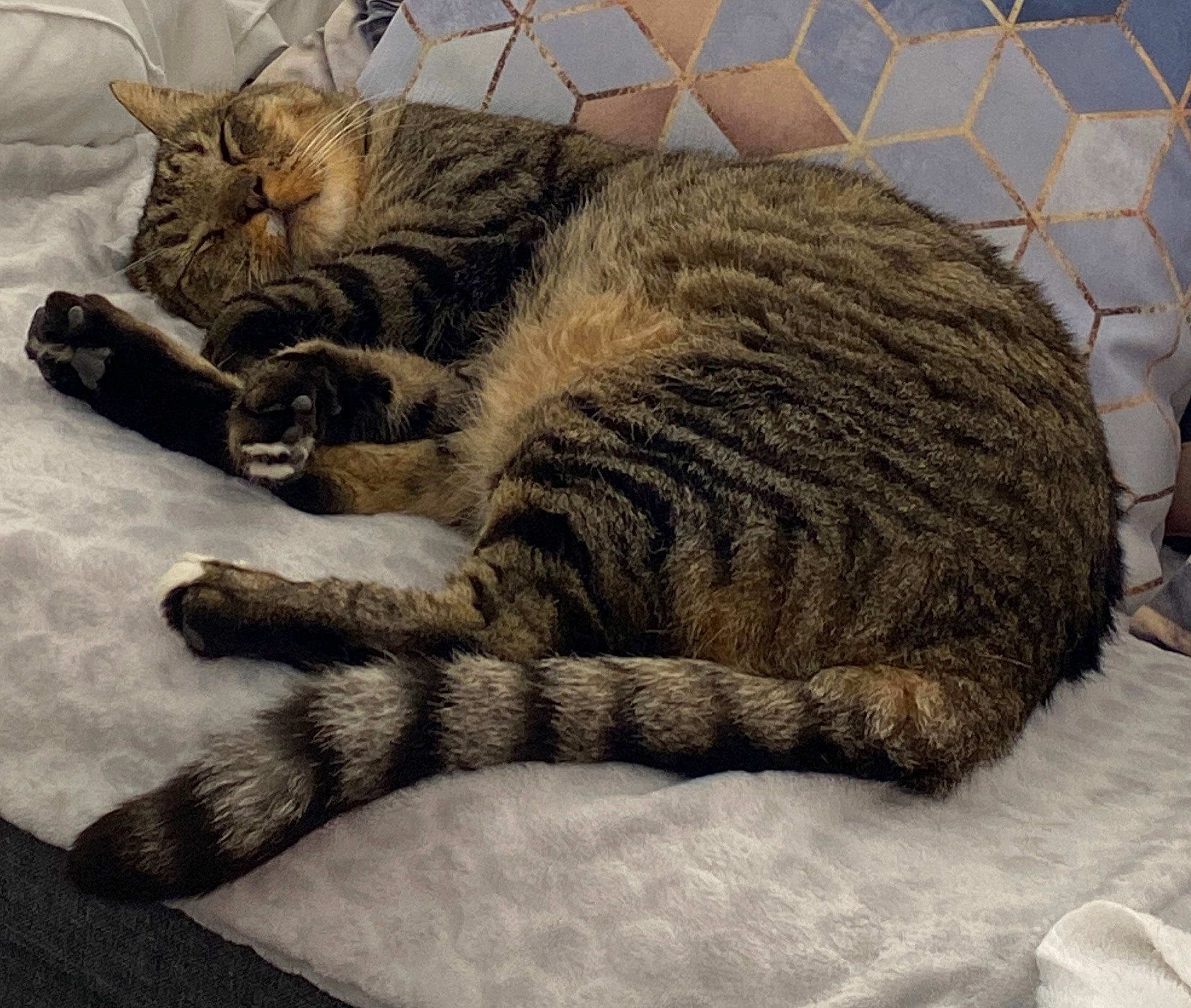 Chachoux participe au concours pour gagner de l'argent avec cette photo : animal_shelter, cage, carnivore, cat, chain_link_fencing, claw, comfort, domestic_short_haired_cat, felidae, fur, mesh, paw, pet_supply, small_to_medium_sized_cats, tail, vertebrate, whiskers, wire_fencing