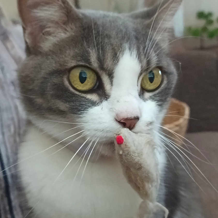 Naya