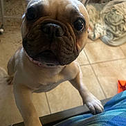 Willow joined the competition — help win amazing prizes! dog, tan_dog, close_up, indoor, floor, tile_floor, paw, big_eyes, wrinkled_face, pet, animal, household, fabric, plaid, blue, curious, standing, looking_up, canine, companion