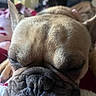 Willow is registered to the contest to win money with this photo: dog, french_bulldog, close_up, sleeping, resting, pet, animal, nose, fur, wrinkles, cute, indoor, cozy, soft_surface, portrait, relaxed, face, muzzle, ears, domestic_animal