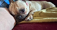Willow is registered to the contest to win money with this photo: dog, french_bulldog, resting, couch, blanket, indoor, pet, relaxation, snuggling, fur, paw, ear, nose, leg, comfort, domestic_animal, canine, closeup, cute, sleepy