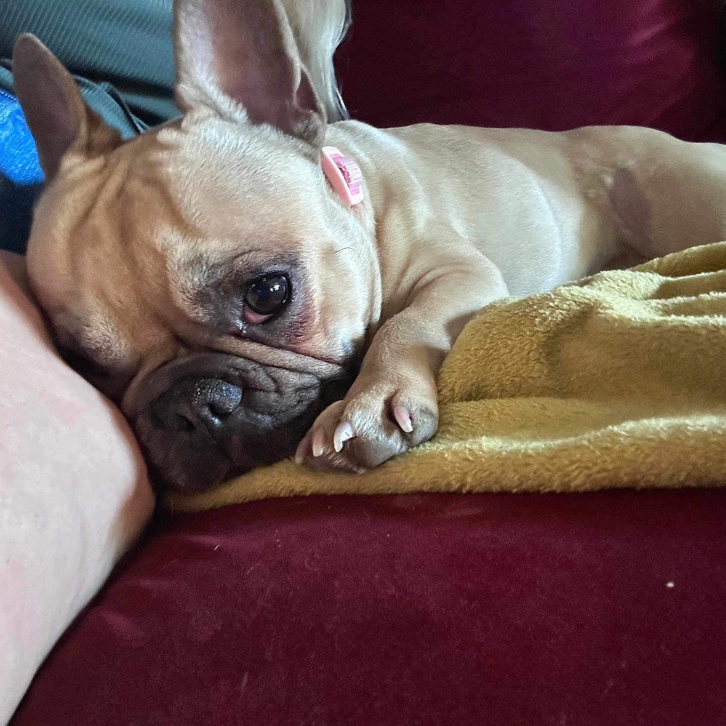 Willow is registered to the contest to win money with this photo: dog, french_bulldog, resting, couch, blanket, indoor, pet, relaxation, snuggling, fur, paw, ear, nose, leg, comfort, domestic_animal, canine, closeup, cute, sleepy