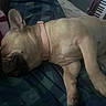 Willow is registered to the contest to win money with this photo: dog, french_bulldog, sleeping, collar, blanket, bed, indoor, plaid, pet, animal, resting, cozy, cute, napping, fur, paw, head, ear, pink_collar, keyboard
