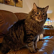 Elmo is registered to the contest to win money with this photo: cat, tabby, fluffy, feline, pet, indoor, couch, leather, living_room, furniture, animal, mammal, curious, sitting, whiskers, ears, eyes, domestic_cat, cozy, portrait