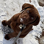 Tabor is registered to the contest to win money with this photo: puppy, dog, chocolate_brown, snow, leash, outdoor, winter, cute, pet, animal, young, fur, sitting, playful, blue_eyes, nose, collar, nature, adorable, paw