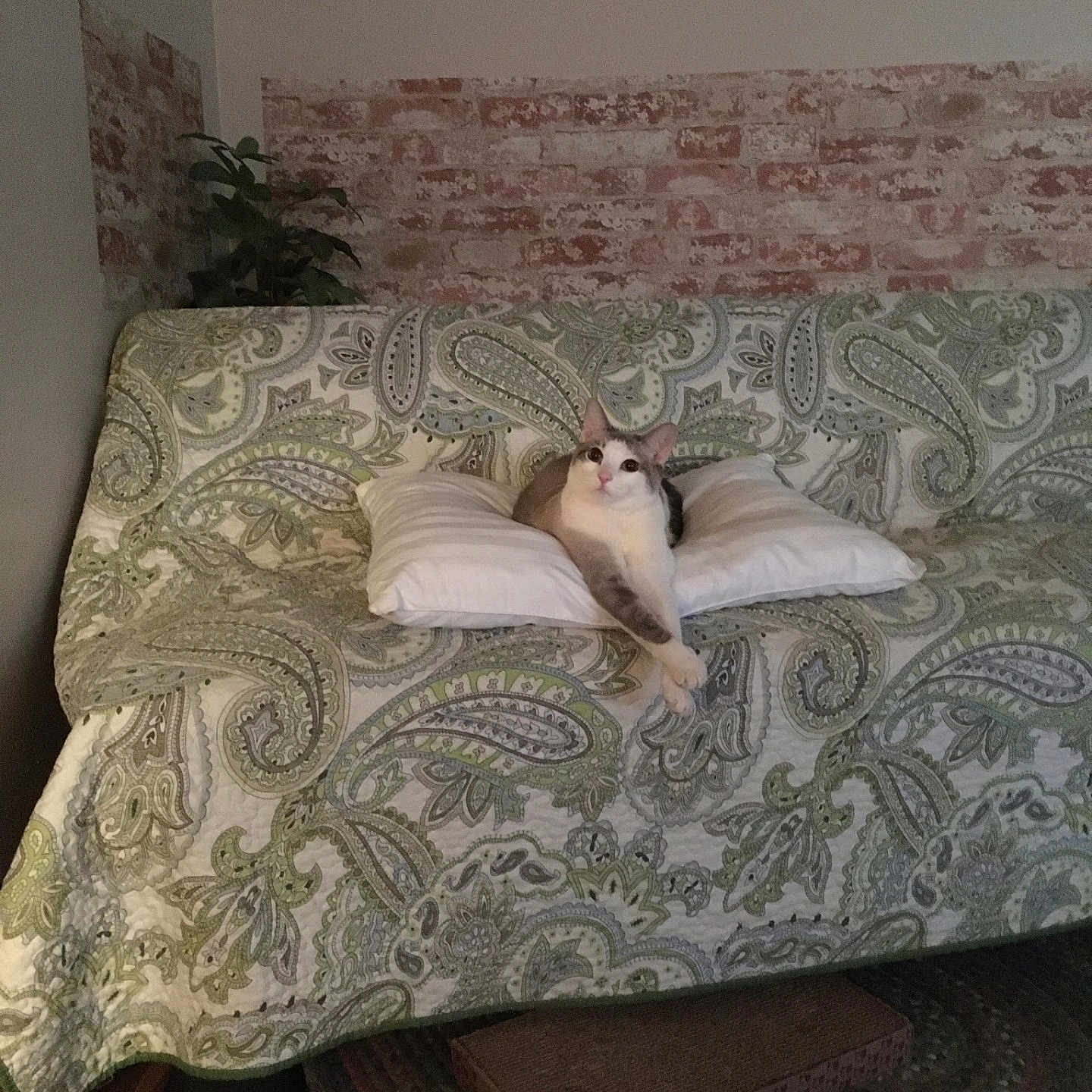 Cookie is registered to the contest to win money with this photo: animal, architecture, bed, bedroom, blanket, building, cat, couch, cushion, furniture, homedecor, indoors, interiordesign, linen, livingroom, pattern, pet, pillow, quilt, room