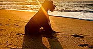 Agape is registered to the contest to win money with this photo: dog, beach, sunset, sand, sea, ocean, shadow, silhouette, water, sky, sun, clouds, waves, outdoor, nature, animal, pet, calm, serene, golden_hour