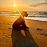 dog, beach, sunset, sand, sea, ocean, shadow, silhouette, water, sky, sun, clouds, waves, outdoor, nature, animal, pet, calm, serene, golden_hour