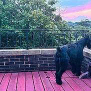 Agape joined the competition — help win amazing prizes! dog, black_dog, wooden_deck, pink_deck, brick_wall, balcony, railing, tree, greenery, sunset, sky, clouds, outdoor, pet, animal, canine, nature, landscape, evening, quiet
