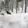 Agape joined the competition — help win amazing prizes! dog, snow, forest, trees, winter, outdoor, nature, animal, black_dog, snowy, landscape, woods, cold, canine, snow_pile, adventure, winter_scene, daylight, playful, pet
