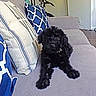 Agape joined the competition — help win amazing prizes! puppy, black_dog, couch, pillows, indoor, living_room, vacuum_cleaner, bicycle, floor, wood_floor, furniture, pet, cute, fur, collar, relaxing, home, cozy, canine, animal