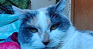 Lizzy is registered to the contest to win money with this photo: cat, feline, pet, bed, blanket, collar, indoor, cozy, resting, fur, green_eyes, tapestry, dried_flowers, wall, door, string_lights, home, relaxed, portrait, animal