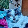 cat, feline, pet, bed, blanket, collar, indoor, cozy, resting, fur, green_eyes, tapestry, dried_flowers, wall, door, string_lights, home, relaxed, portrait, animal