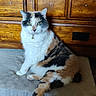 cat, calico, pet, feline, sitting, cushion, wooden_dresser, indoor, fur, domestic_animal, carpet, relaxed, toy, furniture, collar, yellow_eyes, multicolor, cute, animal, household