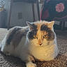 Lizzy joined the competition — help win amazing prizes! cat, indoor, carpet, table, chair, window, fluffy, pet, animal, relaxed, yellow_eyes, fur, domestic_cat, resting, home, cozy, natural_light, furniture, pattern, quiet