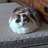 Lizzy joined the competition — help win amazing prizes! cat, calico, pet_bed, loaf, fur, indoor, carpet, wooden_dresser, furniture, animal, domestic_cat, resting, cute, eyes, whiskers, ears, collar, home, cozy, relaxed
