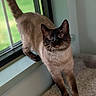 cat, siamese, window_sill, indoor, stretching, pet, feline, whiskers, ears, fur, curious, animal, mammal, carpet, home, light, green_background, close_up, portrait, domestic