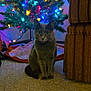 animal, armchair, carpet, cat, christmas_tree, colorful_lights, cozy, curious, decorations, festive, furniture, gray_cat, holiday_lights, home, indoor, night, ornaments, pet, sitting, tree_skirt