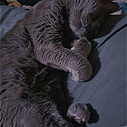 Ruby Rose joined the competition — help win amazing prizes! animal, cat, closeup, companion, cozy, cute, domestic, feline, fur, gray_fur, indoor, mammal, paw, peaceful, pet, relaxed, resting, sleeping, soft, whiskers