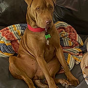 Sevyn is registered to the contest to win money with this photo: dog, brown_dog, sitting, couch, leather_sofa, blanket, collar, dog_tag, paws, tail, pet, indoor, portrait, looking_at_camera, relaxed, cozy, fur, brown, medium_coat, expression