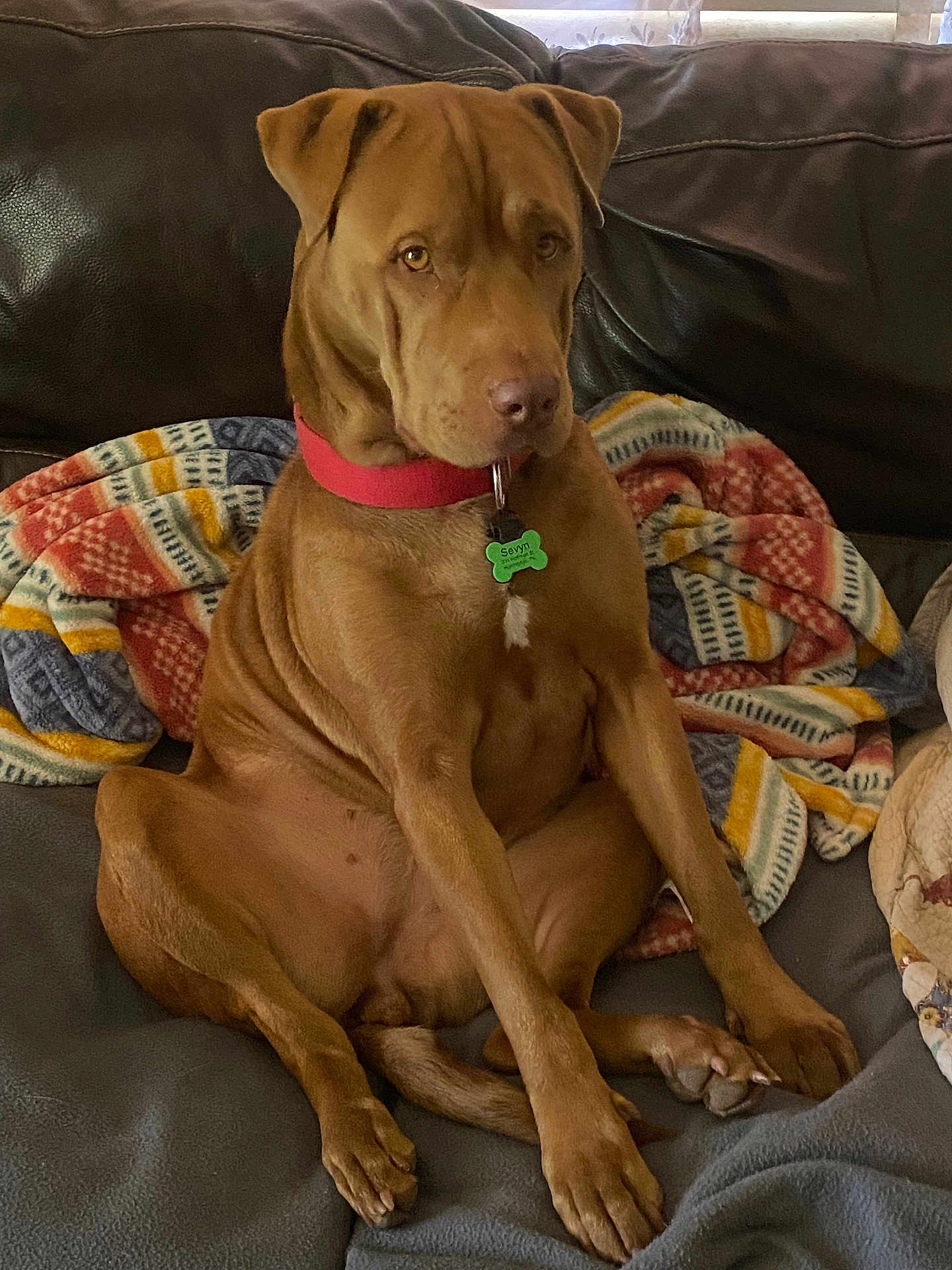 Sevyn is registered to the contest to win money with this photo: dog, brown_dog, sitting, couch, leather_sofa, blanket, collar, dog_tag, paws, tail, pet, indoor, portrait, looking_at_camera, relaxed, cozy, fur, brown, medium_coat, expression