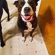 River joined the competition — help win amazing prizes! animal, black_and_white, canine, closeup, collar, companion, dog, domestic_animal, floor, flooring, friend, happy, indoor, joyful, pet, playful, sitting, smiling, tile_floor, wooden_wall