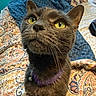 cat, gray_cat, yellow_eyes, pet, collar, indoor, bed, blanket, patterned_bedspread, feline, close_up, whiskers, curious, domestic_animal, fur, ears, bedroom, soft_light, looking_up, animal