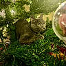 cat, christmas_tree, greenery, lights, decorations, gray_cat, indoor, holiday, festive, animal, pet, curious, wide_eyes, feline, christmas_decor, tree_branches, ornament, closeup, yellow_eyes, nature_indoor