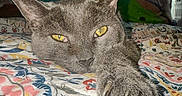 Cinder joined the competition — help win amazing prizes! cat, gray_cat, yellow_eyes, paw, bedspread, floral_pattern, bedroom, window, blinds, pillow, resting, relaxed, indoor, feline, animal, pet, cozy, stretching, sleepy, home