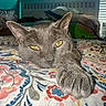 cat, gray_cat, yellow_eyes, paw, bedspread, floral_pattern, bedroom, window, blinds, pillow, resting, relaxed, indoor, feline, animal, pet, cozy, stretching, sleepy, home