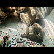 Cinder joined the competition — help win amazing prizes! cat, gray_cat, upside_down, lying_down, bedspread, floral_pattern, indoor, sunlight, green_eyes, fur, paws, cute, pet, animal, relaxed, cozy, closeup, domestic_cat, resting, soft_fur