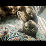 cat, gray_cat, upside_down, lying_down, bedspread, floral_pattern, indoor, sunlight, green_eyes, fur, paws, cute, pet, animal, relaxed, cozy, closeup, domestic_cat, resting, soft_fur